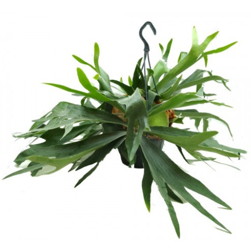 Helecho (Platycerium) 50cm