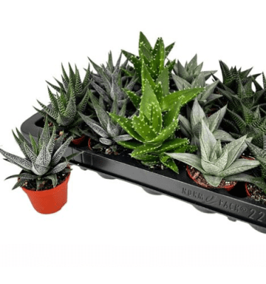 Suculenta mix mini