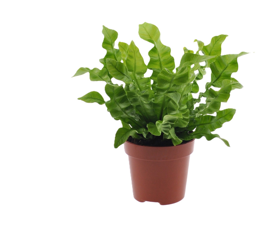 Asplenium nidus 'Crispy wave'