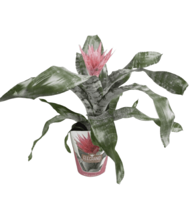 Aechmea amina