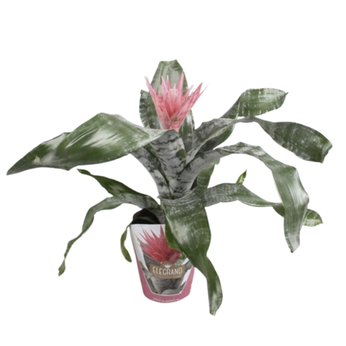 Aechmea amina
