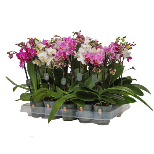 Phalaenopsis mini 2 tallos - Imagen 2