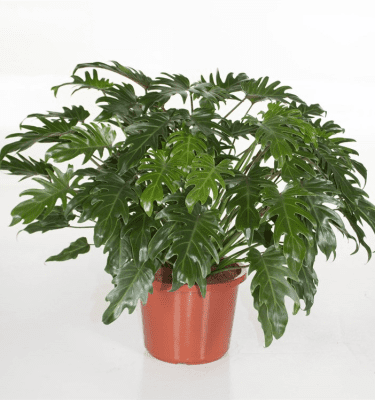Philodendron Xanadu