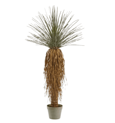 Yucca artificial