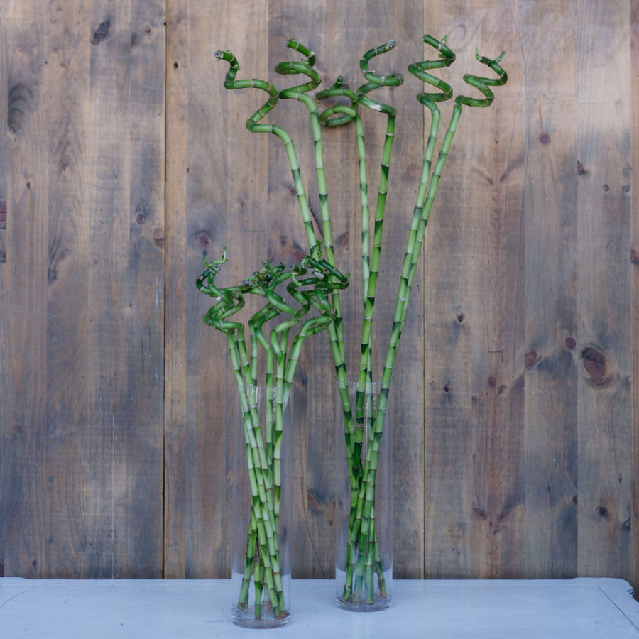 Bambú espiral/Liso 80cm