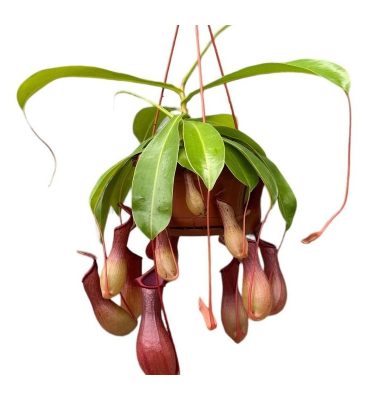 Nepenthes Alata