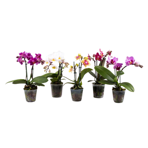 Phalaenopsis mini 2 tallos