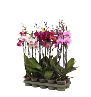 Phalaenopsis 2 tallos