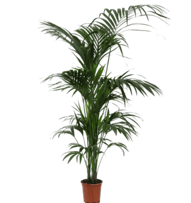 Kentia (howea)