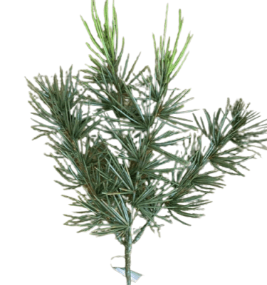 Rama pino artificial premium