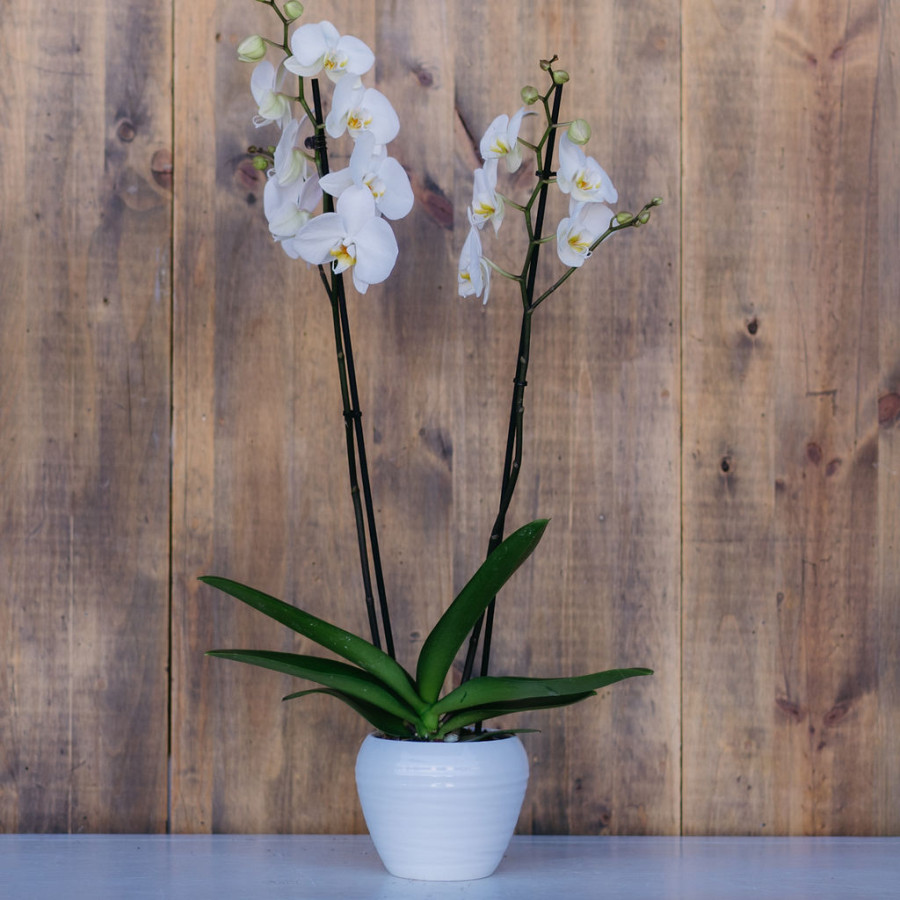 Phalaenopsis 2 tallos - Imagen 4