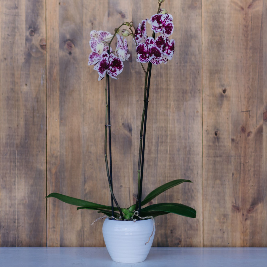 Phalaenopsis 2 tallos - Imagen 5