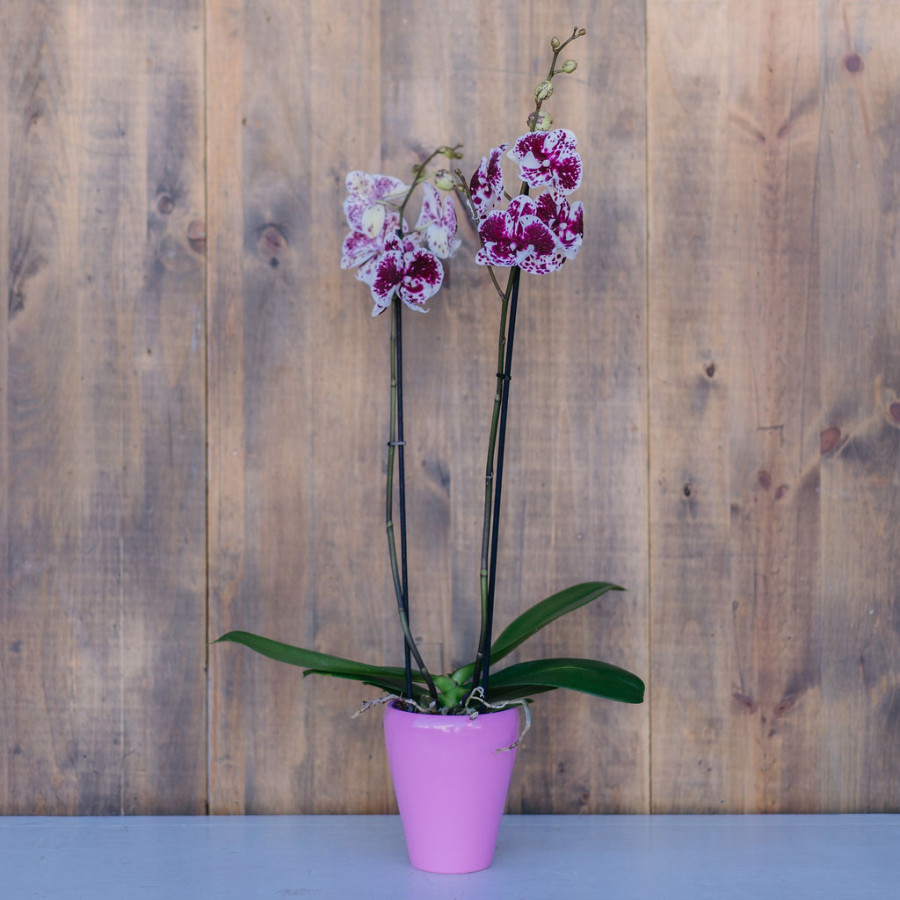 Phalaenopsis 2 tallos - Imagen 2