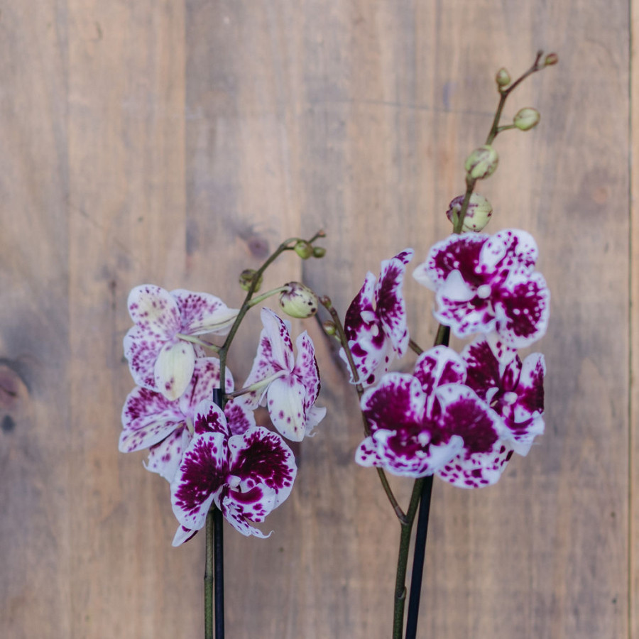 Phalaenopsis 2 tallos - Imagen 3