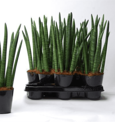 Sanseveria cilíndrica