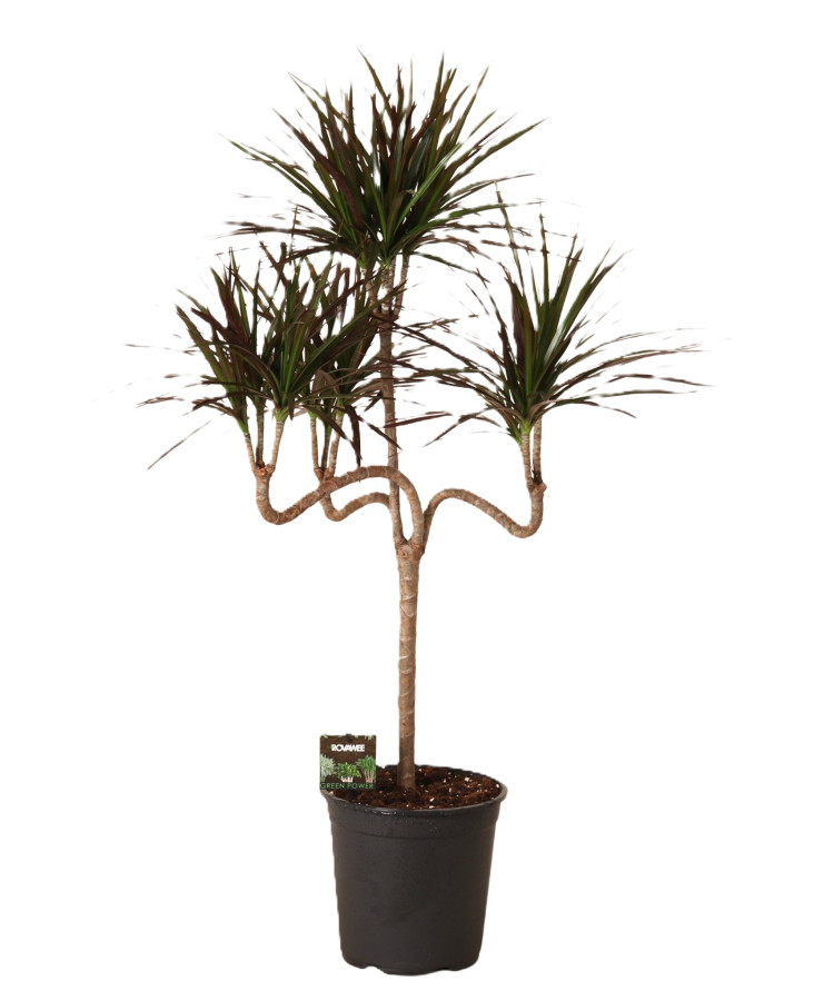 Dracena Marginata magenta