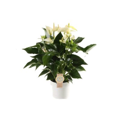 Anthurium white champion