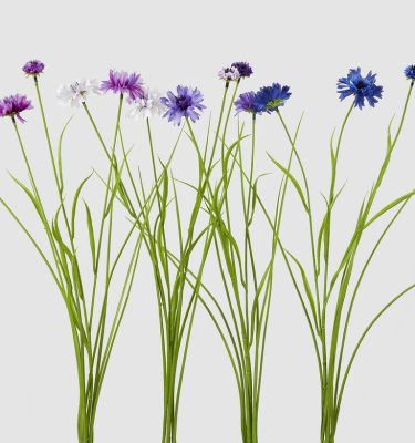 Centaurea tallo multicolor