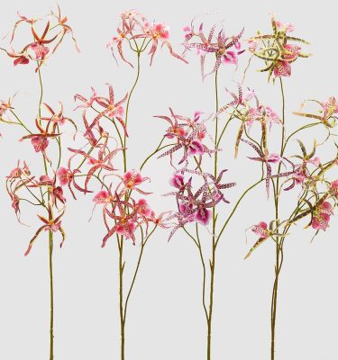 Orquídea Caladenia tallo