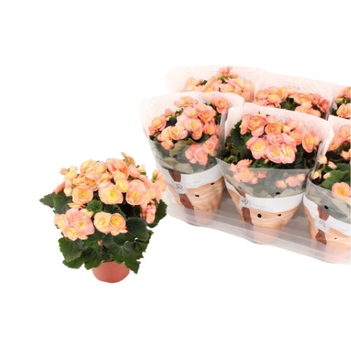 Begonia flor doble Hailey Sunset