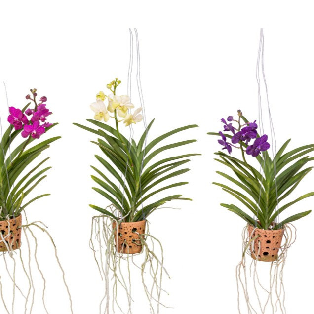 Vanda colgante