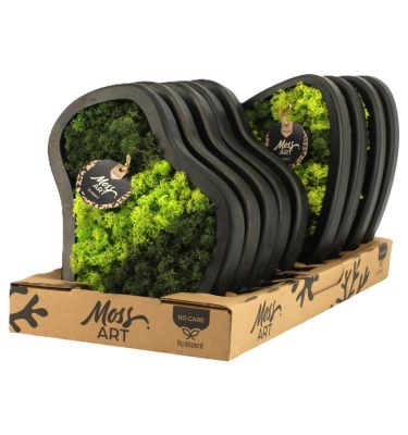 Marco musgo preservado