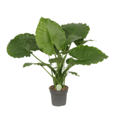 Alocasia gageana 90cm