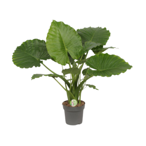 Alocasia gageana 90cm