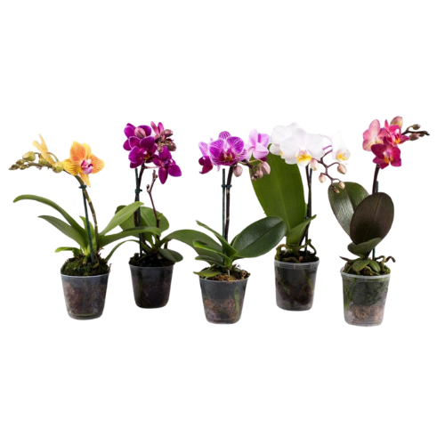 Phalaenopsis mini 1 tallo