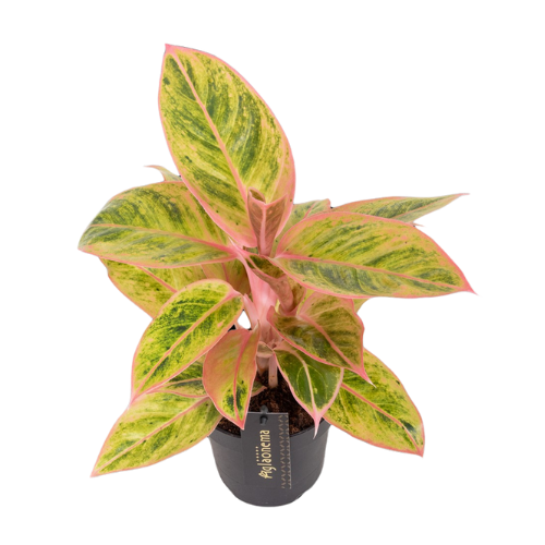 Aglaonema Salmon