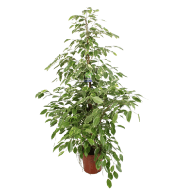 Ficus benjamina golden king