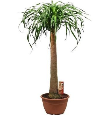 Beaucarnea recurvata