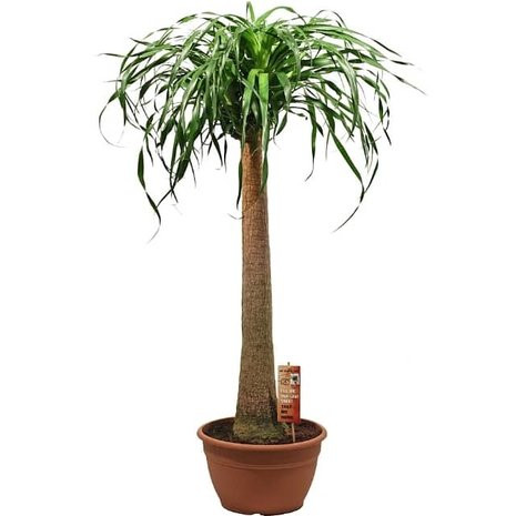 Beaucarnea recurvata