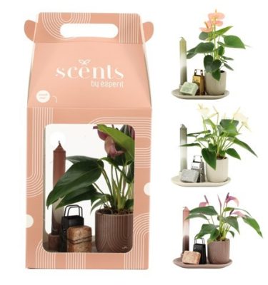 pack anthurium + jabón + vela