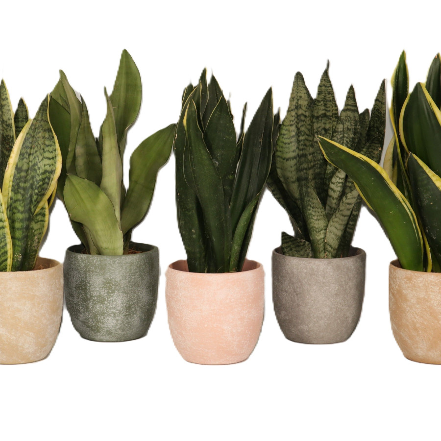 Sansevieria trifasciata mix