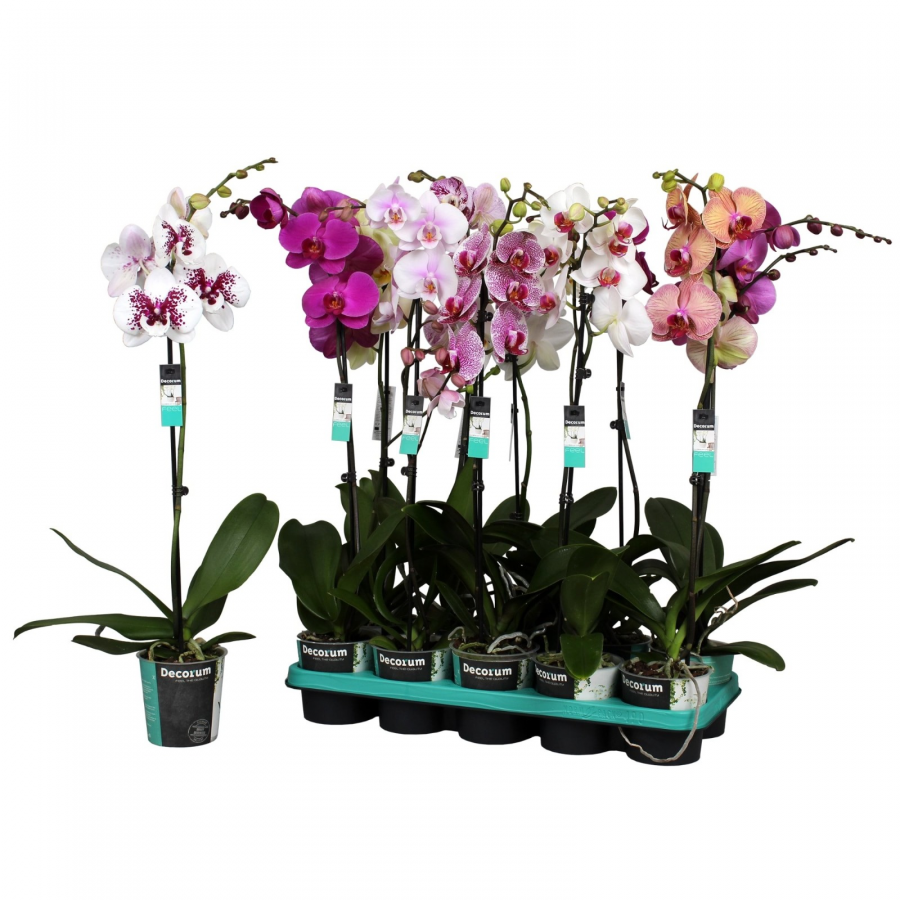 Phalaenopsis 1tallo - Imagen 2