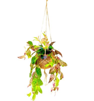 Aeschynanthus marmoratus