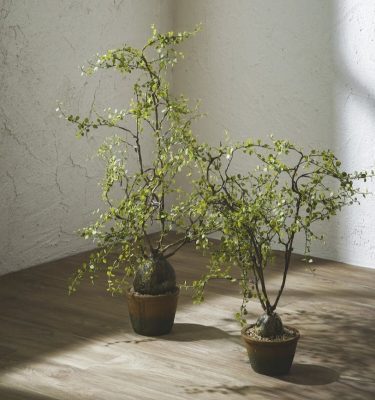 Mulenbeckia Bulbo Artificial