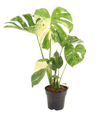 Monstera variegata