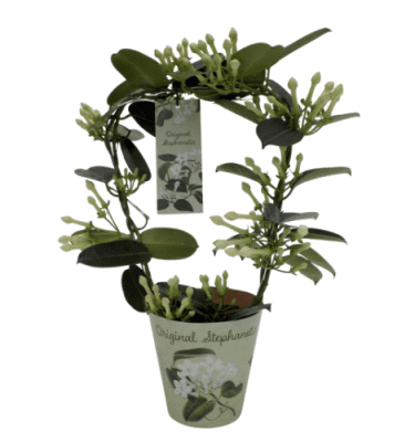 Stephanotis floribunda