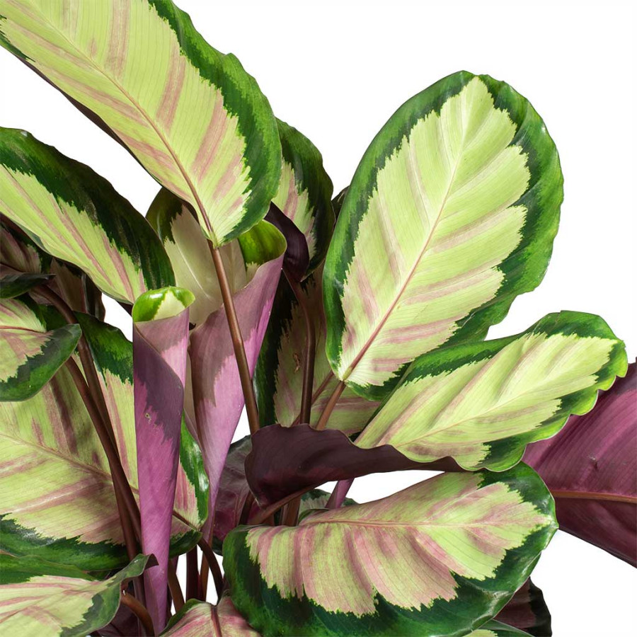Calathea roseopicta