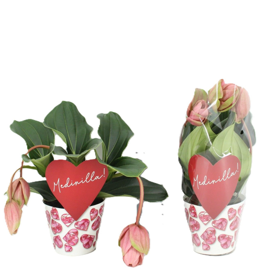 Medinilla (Magnifica Grp)