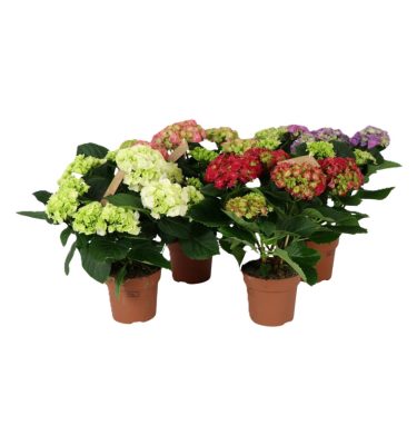 Hortensia 45cm