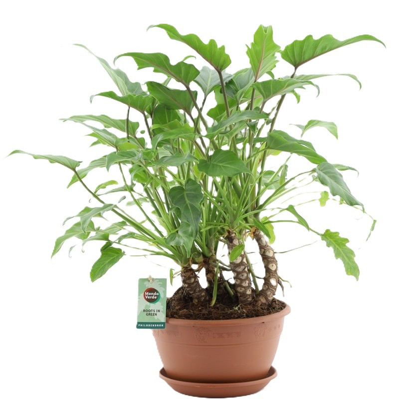 Philodendron Xanadu