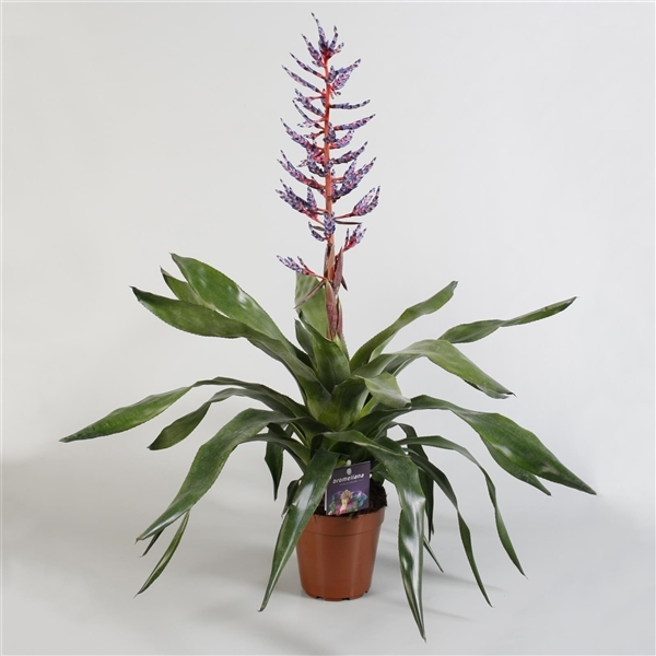 Aechmea blue rain