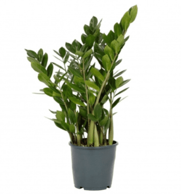 Zamioculcas 65cm