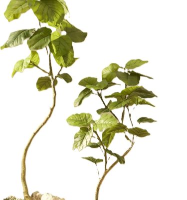 Ficus Umbellata Artificial