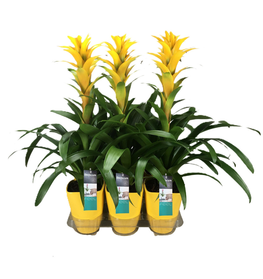 Guzmania