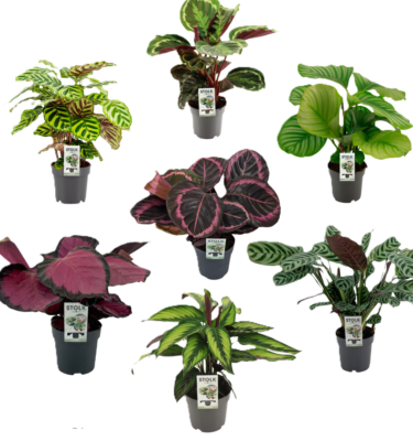 calathea