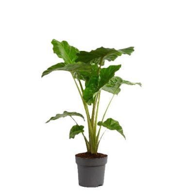 Alocasia Portodora